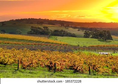 Barossa Valley Vineyards