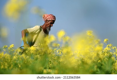 Barpeta, Assam, India. 14 December 2021. A Farmer Sprays Fertilizer In His Mastered Field In A Village In Barpeta District Of Assam.