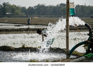 Barpeta, Assam, India. 24 Feb. 2020. Farmer Works In A Paddy Field At Dhumarkur Village In Barpeta District Of Assam