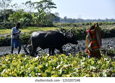 Barpeta, Assam, India. 9 December 2018. Farmer Plough With The Help Of Buffalo In A Wetland To Grow Rice Sampling In Barpeta, Assam.