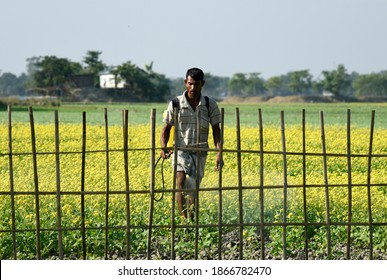 Barpeta, India. 03 December 2020.  Farmer Spray Disinfectant On A Mustard Field, At A Village In Barpeta District Of Assam.