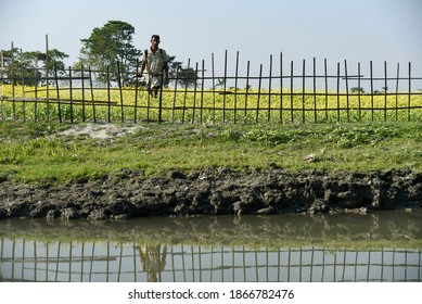 Barpeta, India. 03 December 2020.  Farmer Spray Disinfectant On A Mustard Field, At A Village In Barpeta District Of Assam.