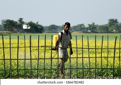 Barpeta, India. 03 December 2020.  Farmer Spray Disinfectant On A Mustard Field, At A Village In Barpeta District Of Assam.