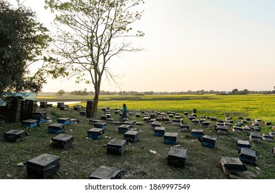 Barpeta, India. 08 December 2020. Beekeepers Working In A Bee Farm At A Village In Barpeta District Of Assam.