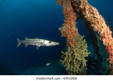 Barracuda And Coral Growth On The Spiegel Grove