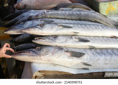 Edible fish