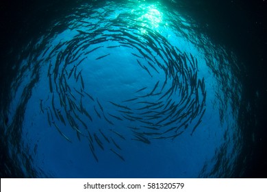 Barracuda Fish School. Fish Spiral