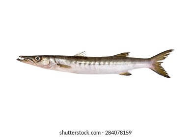 Barracuda  Isolated On White