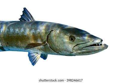 Barracuda Isolated On A White Background