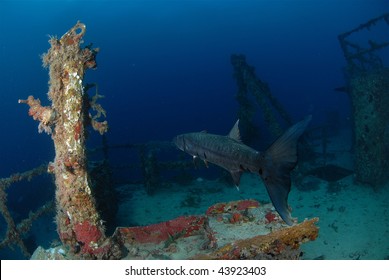 Barracuda On The Spiegel Grove