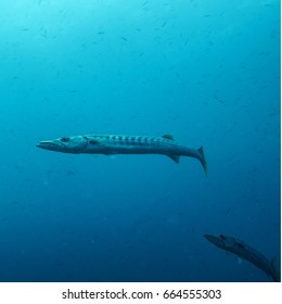Barracuda at Tenggol Island, Malaysia