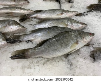 Barramundi Asian Sea Bass Available Supermarkets Stock Photo 2032593542 ...