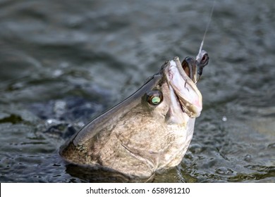 Barramundi Or Asian Sea Bass In The Fishing Tournament