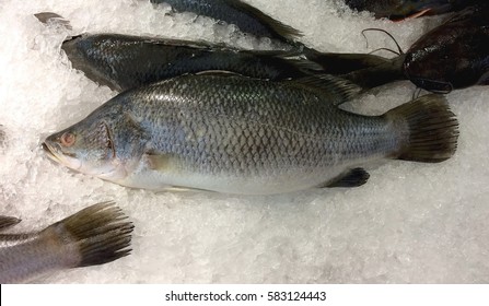 Barramundi  Fillet Fresh On Ice Crystals.Sea Bass Or Snapper Freeze On Icing.