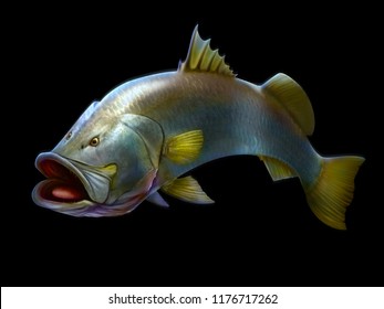 Barramundi Fish Illustration