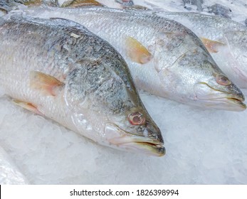 Barramundi Fish (Lates Calcarifer) Or Asian Sea Bass Fish 