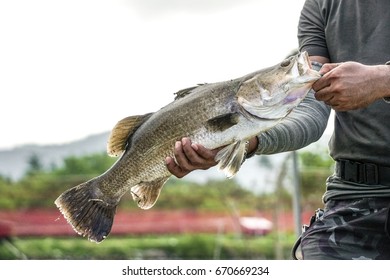 Barramundi Fishing