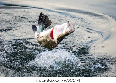 Barramundi Fishing ,Barramundi Hook And Jump Into The Air