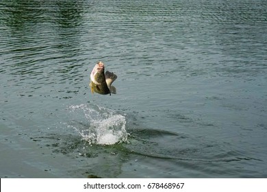 Barramundi Fishing On Holiday Vacation