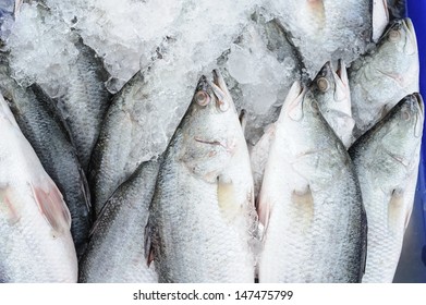 Barramundi Fishing In Thailand 