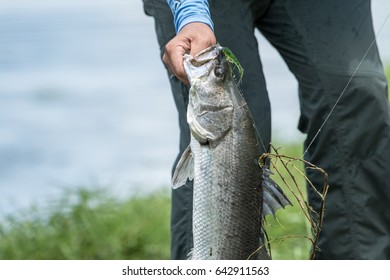 Barramundi Holding By A Angler In The Fishing Tournament