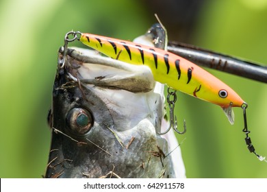 Barramundi Hooked On A Fishing Lure In The Fishing Tournament