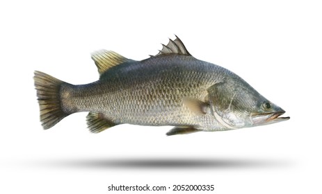 The barramundi (Lates calcarifer) or Asian sea bass, is a species of catadromous fish in the family Latidae economic fish Asian seabass fish isolated on white background with clipping path.