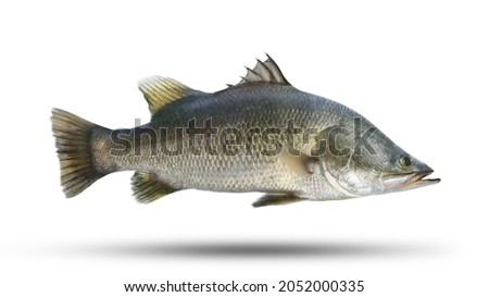 The barramundi (Lates calcarifer) or Asian sea bass, is a species of catadromous fish in the family Latidae economic fish Asian seabass fish isolated on white background with clipping path.