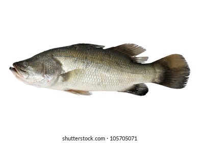 Barramundi ,Silver Perch, White Perch Isolated On The White