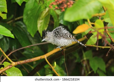 Barred Antshrike Perched In The Forest Understory