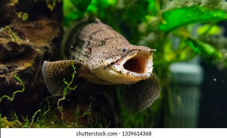 The barred bichir, armoured bichir, bandback bichir, or banded bichir (Polypterus delhezi) is an elongated fish found in the Congo River, specifically in the upper and middle portions.