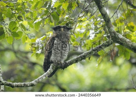 Barred Eagle-owl or the Malaya Eagle Owl (Bubo sumatranus)