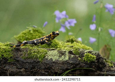 Barred fire salamander. Fire salamanders live in central Europe forests and are more common in hilly areas.