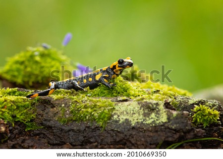 Barred fire salamander. Fire salamanders live in central Europe forests and are more common in hilly areas. 