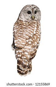 Barred Owl