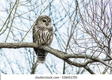 Barred Owl