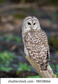 Barred Owl