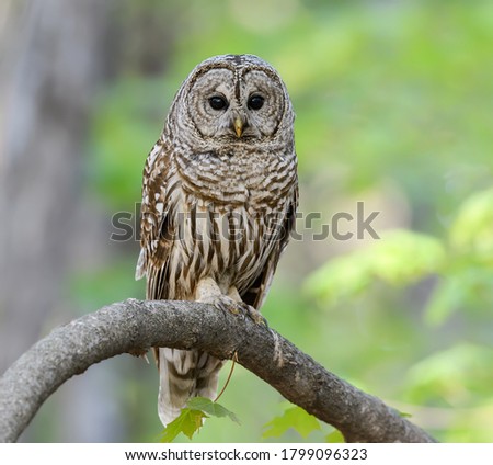 Barred Owl in Closeup Portrait in Spring on Green Yellow Background	

