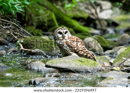 Barred Owl in a creek