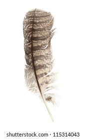 Barred Owl featherl with white background
