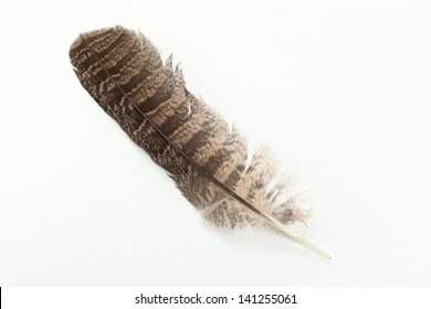 Barred Owl Featherl White Background Stock Photo 141255061 | Shutterstock