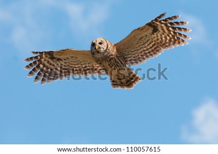Barred Owl in flight against a blue sky with light clouds