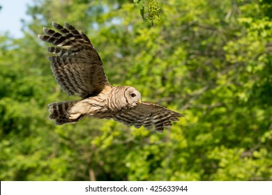 Barred Owl Flight High Res Stock Images Shutterstock