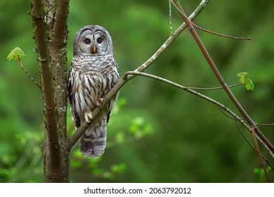Barred owl in the forest searching for the prey 