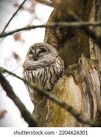 Barred Owl Gets Rest In A Safe Place.