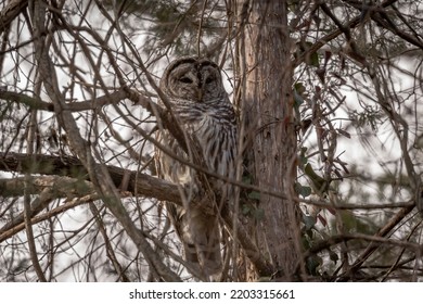 Barred Owl Hides In The Branches Of A Tree