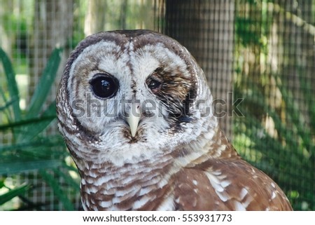 Barred owl, a large typical owl native to North America.