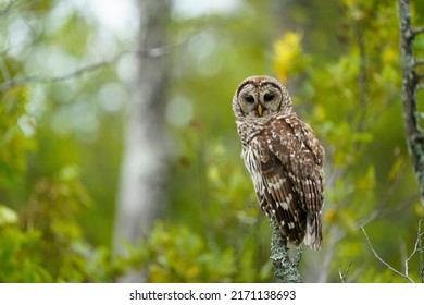Barred Owl looking at the camera with keen eyes