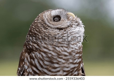 Barred Owl looking up while hooting