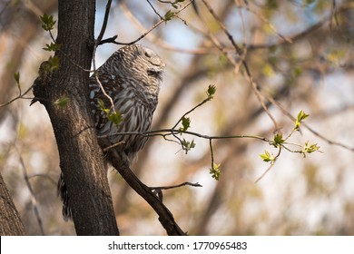 A Barred Owl Looks Up At A Squirrel In The Trees Above As It Waits For Its Moment To Attack.